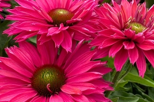 Echinacea 'Sunseeker Sweet Fuschia' New 2026